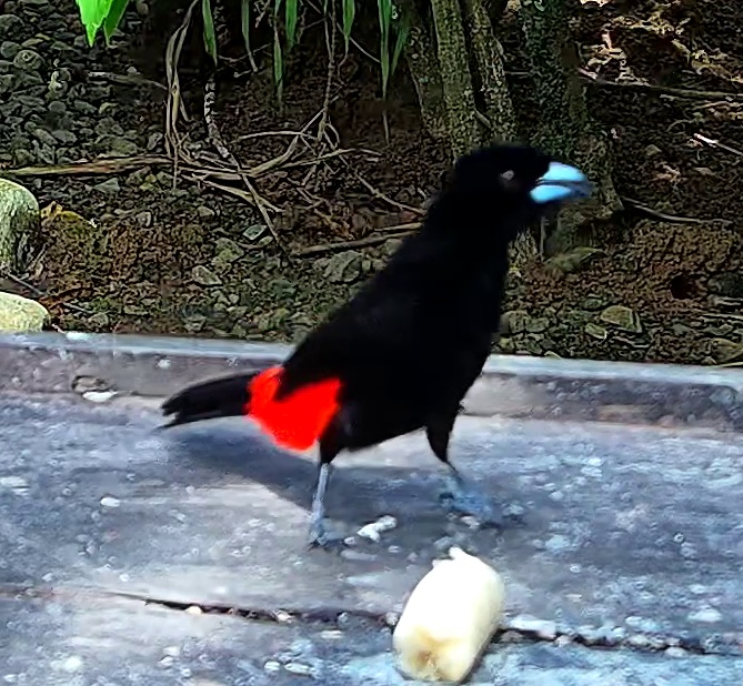 Scarlet-rumped Tanager