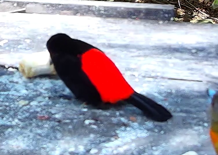 Crimson-backed Tanager