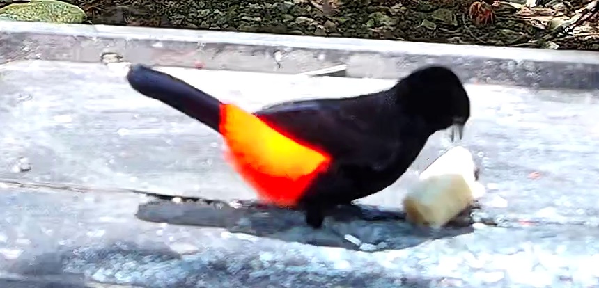 Scarlet-rumped Tanager