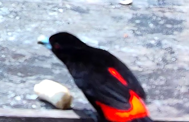 Crimson-backed Tanager