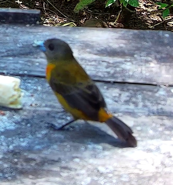 Flame-rumped Tanager