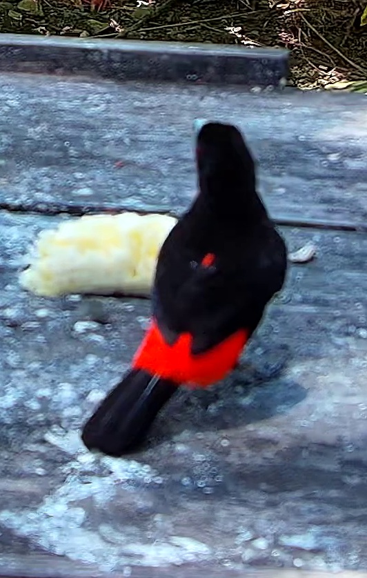 Flame-rumped Tanager