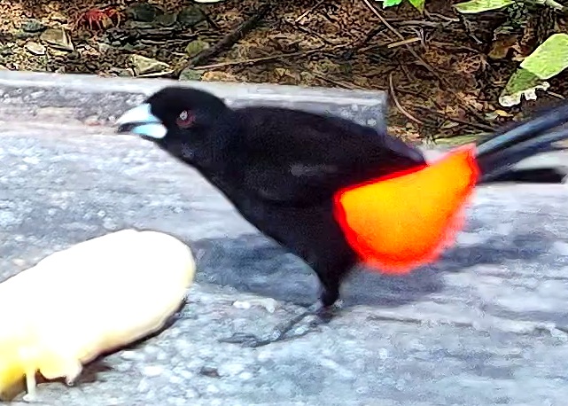Scarlet-rumped Tanager