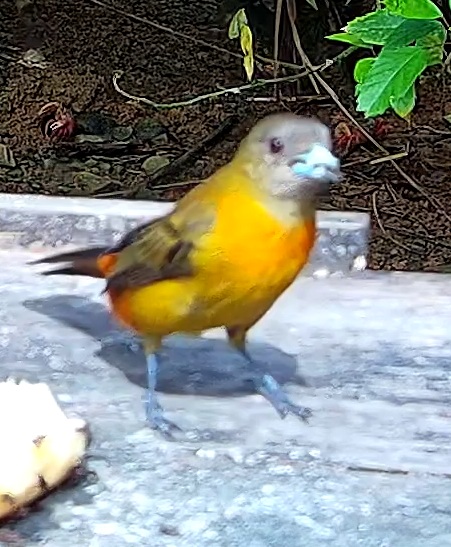 Flame-rumped Tanager