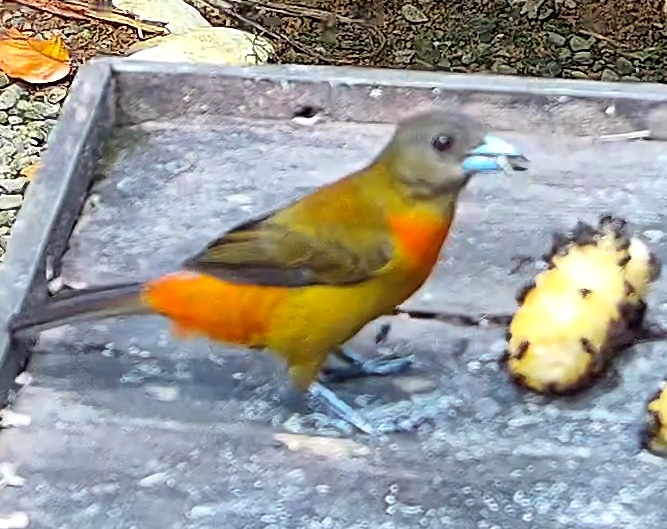Flame-rumped Tanager