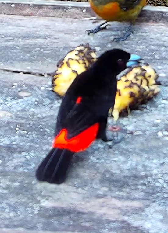 Scarlet-rumped Tanager