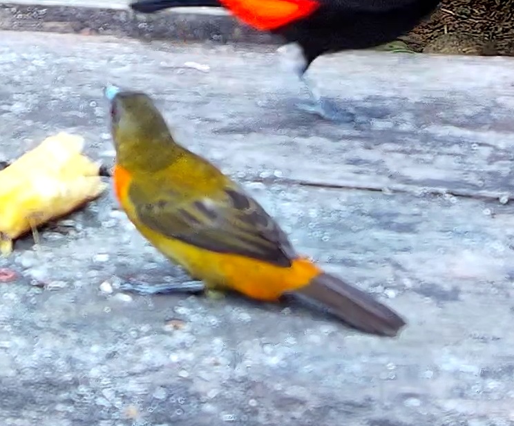 Flame-rumped Tanager