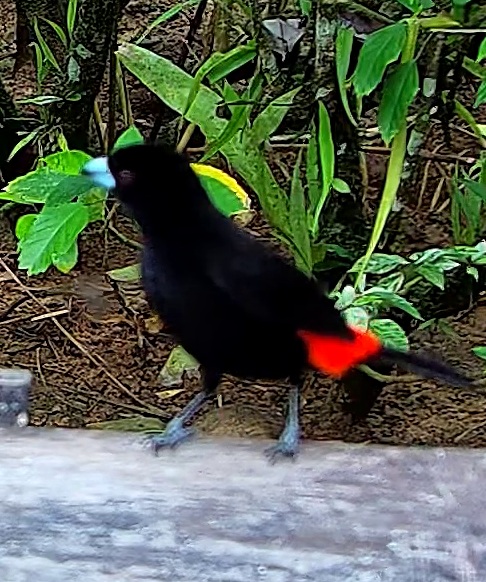 Flame-rumped Tanager