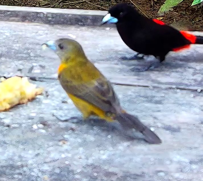 Scarlet-rumped Tanager