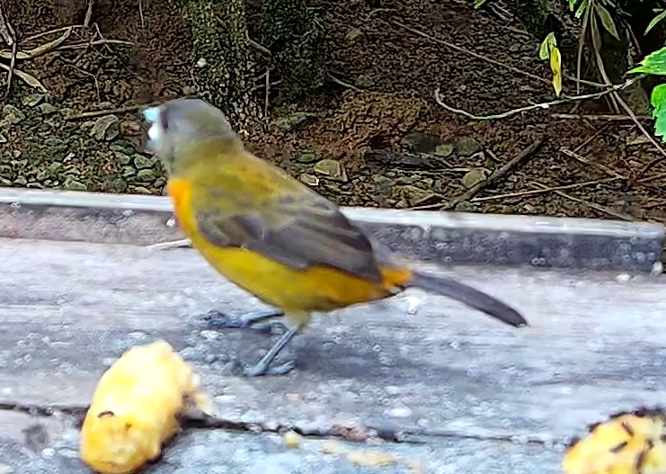 Olive-backed tanager