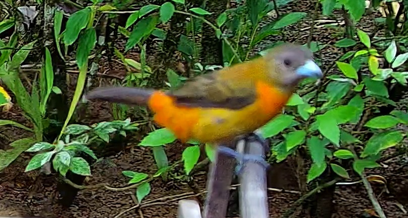Flame-rumped Tanager