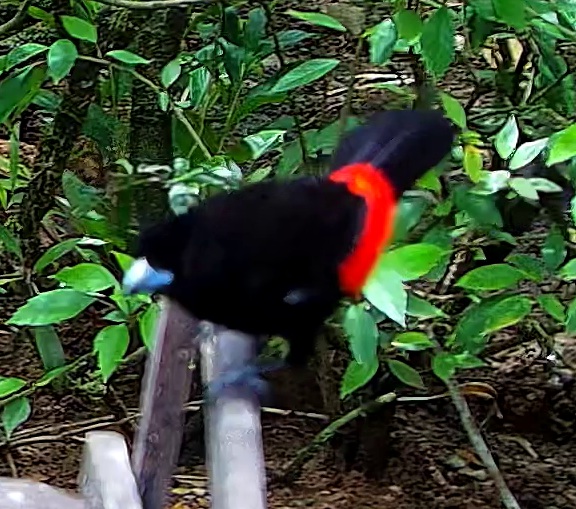 Scarlet-rumped Tanager
