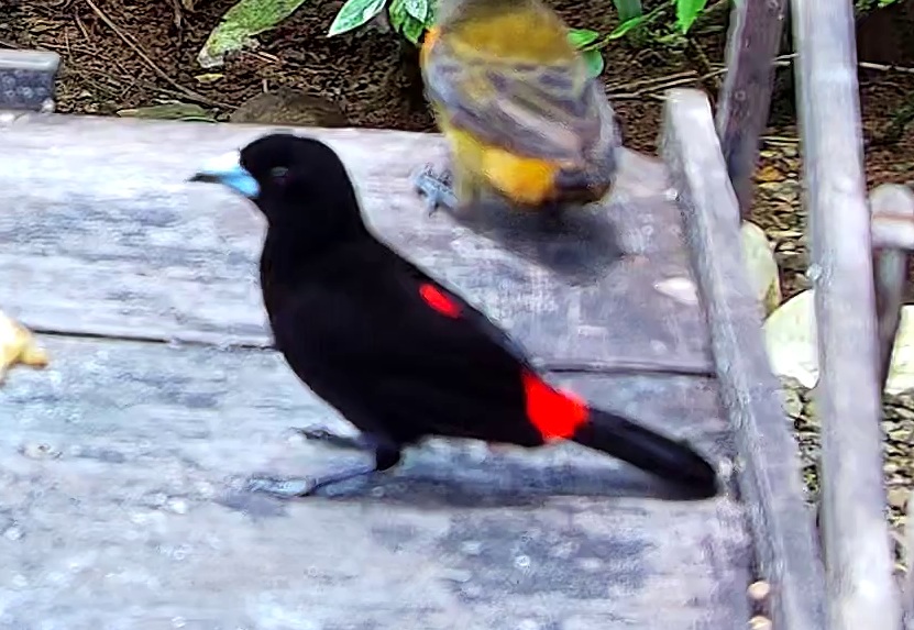 Flame-rumped Tanager