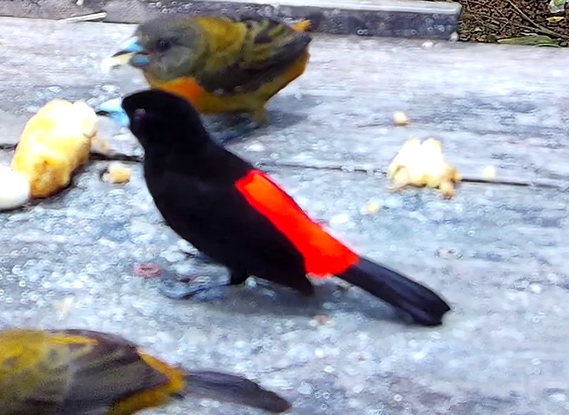 Flame-rumped Tanager