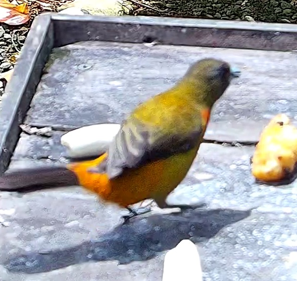 Spangled-cheeked tanager