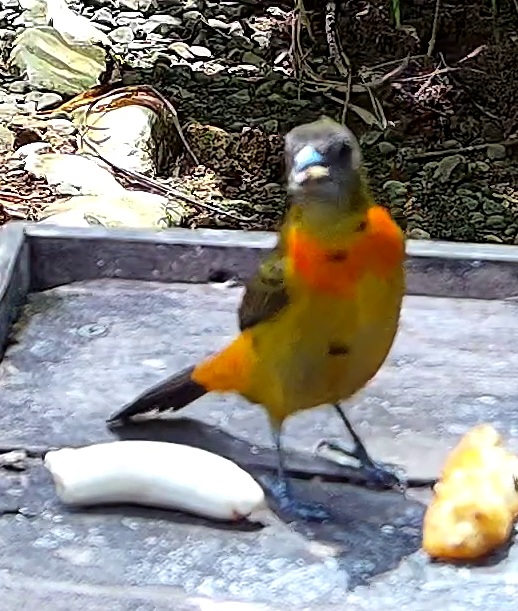 Flame-colored tanager