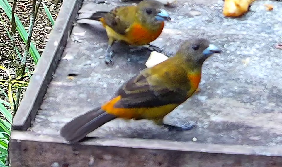 Flame-rumped Tanager