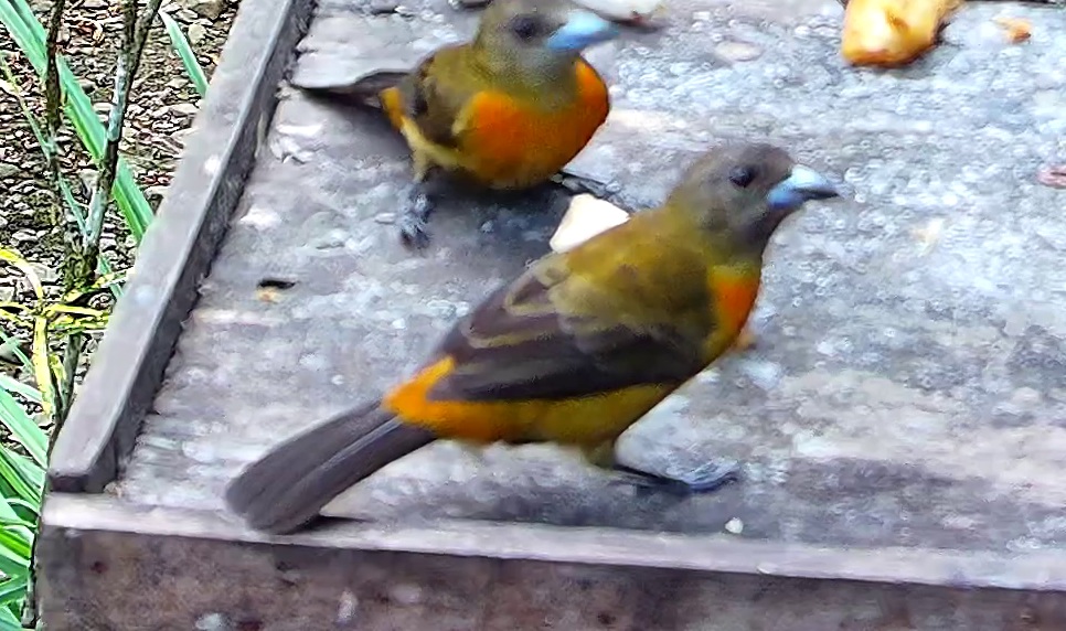 Flame-rumped Tanager