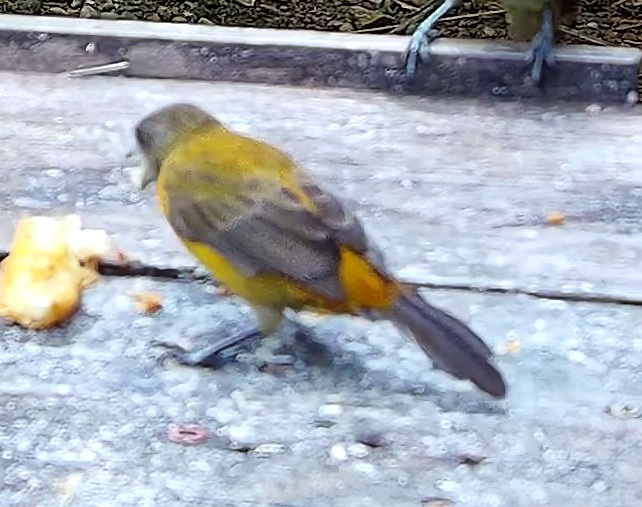 Flame-rumped Tanager