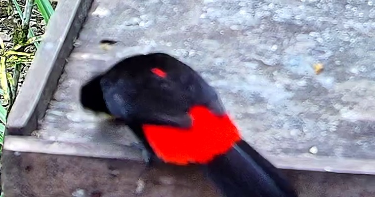 Flame-rumped Tanager