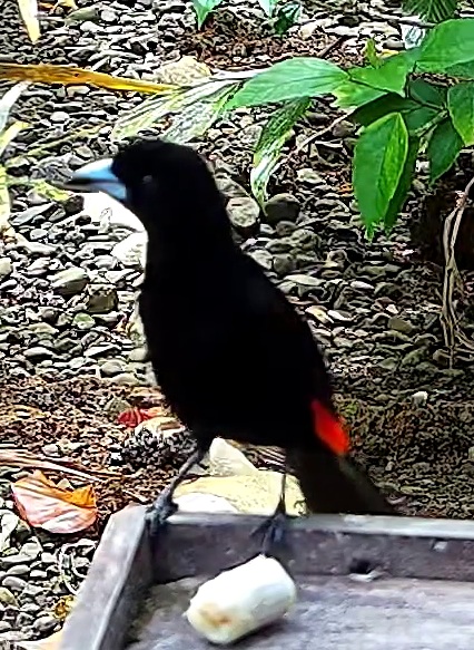 Scarlet-rumped Tanager