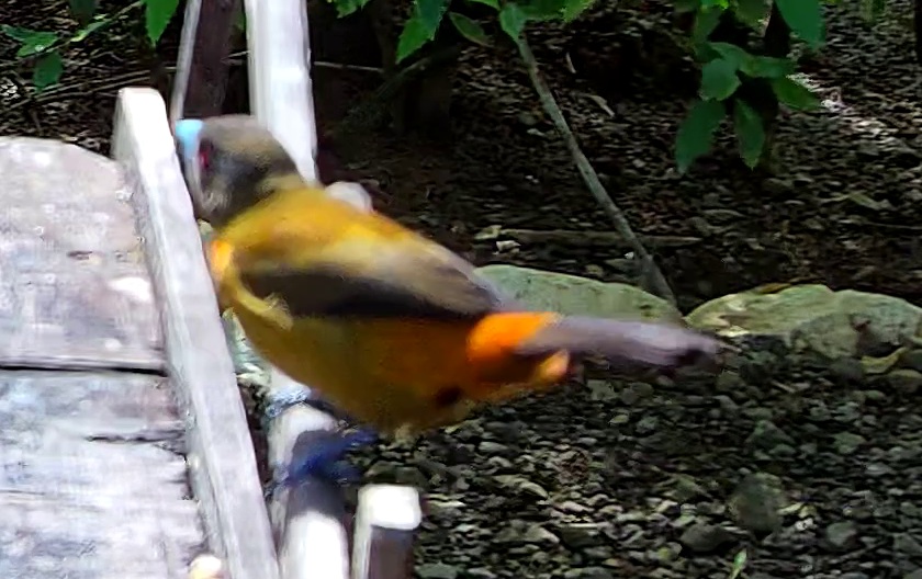 Scarlet-rumped Tanager