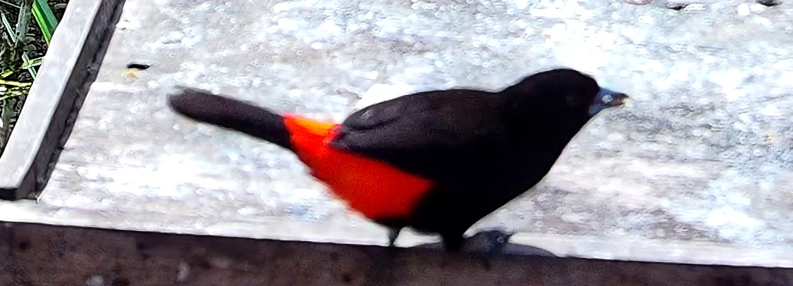 Flame-rumped Tanager