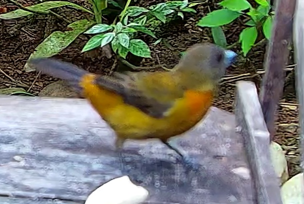 Passerini's Tanager