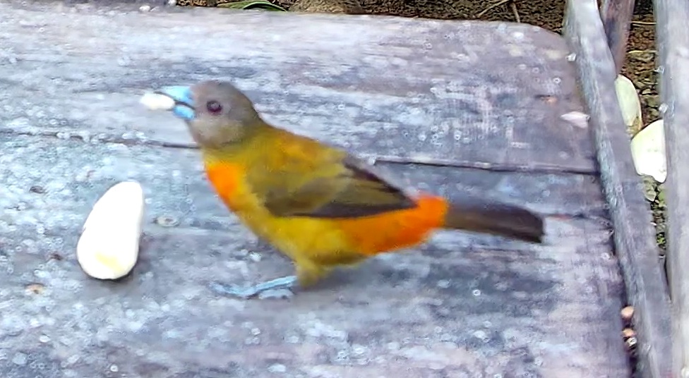 Passerini's Tanager