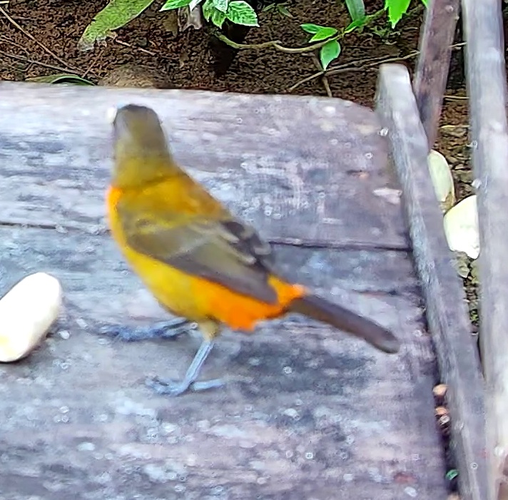 Olive-backed tanager