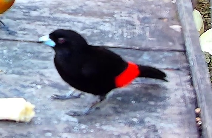 Scarlet-rumped Tanager
