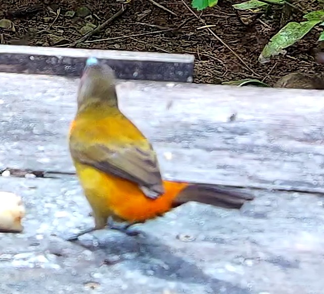 Olive-backed Tanager