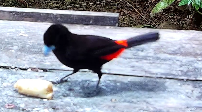 Scarlet-rumped Tanager