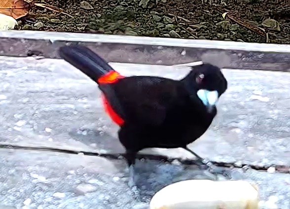 Flame-rumped Tanager