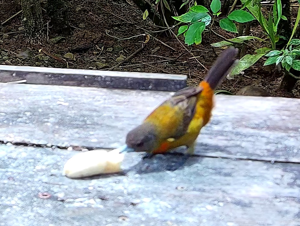 Flame-rumped Tanager