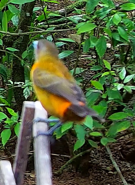 violaceous euphonia