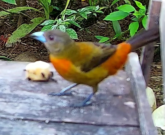 Flame-rumped Tanager