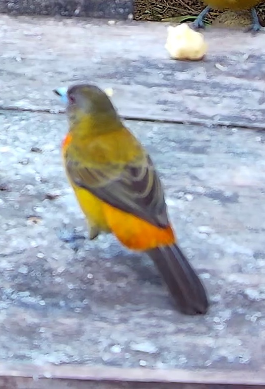 Flame-rumped Tanager