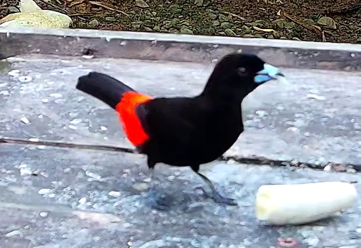 Scarlet-rumped Tanager