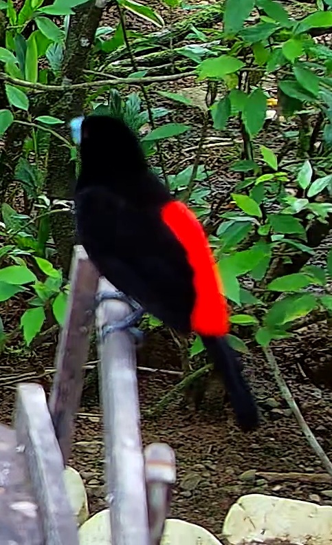 Scarlet-rumped Tanager