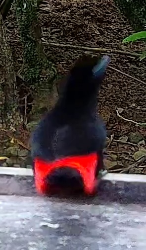 Scarlet-rumped Tanager