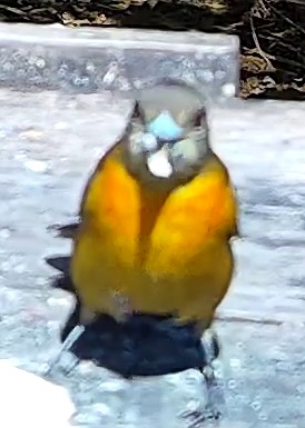 Violaceous euphonia