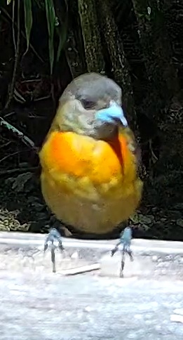 Blue-and-yellow tanager