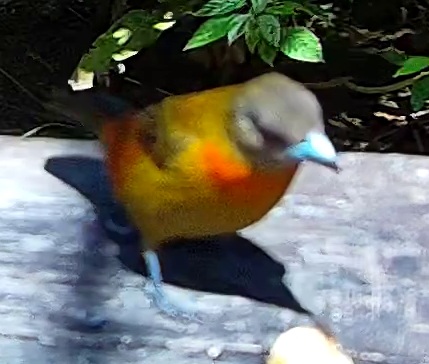 Flame-thighed Tanager