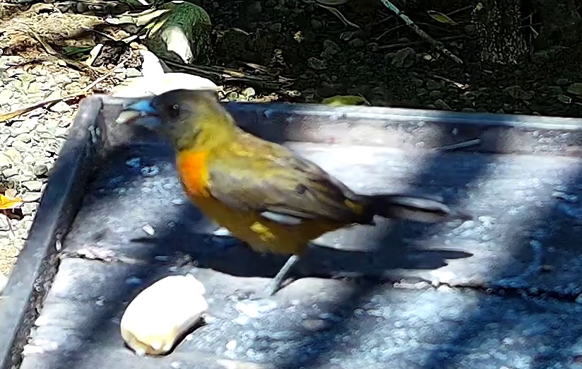 Flame-rumped Tanager