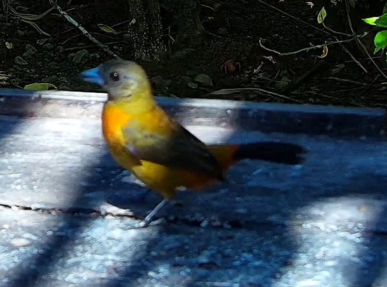 Flame-rumped Tanager