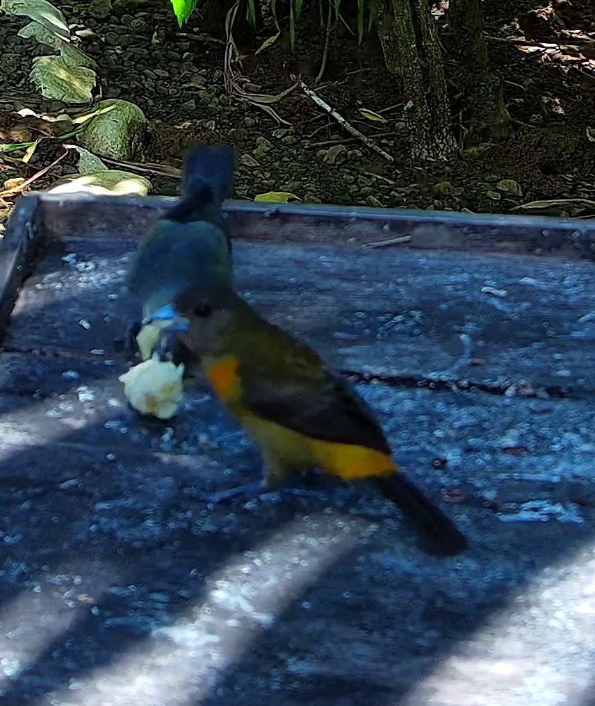 Flame-rumped Tanager