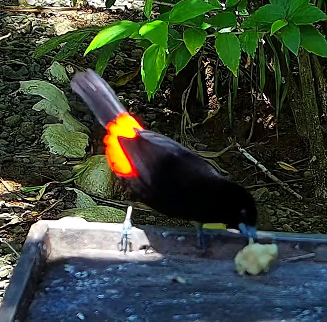 Scarlet-rumped Tanager
