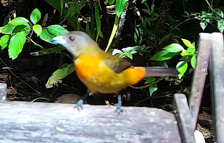 Scarlet-rumped Tanager