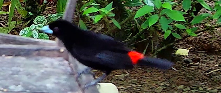 Scarlet-rumped Tanager